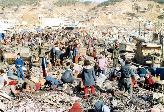 1980년대 강원도 거진항 명태 잡이. 이렇게나 많이 잡혔다니, 구경조차 귀해진 요즘 보면 놀라울 따름입니다./조선일보DB