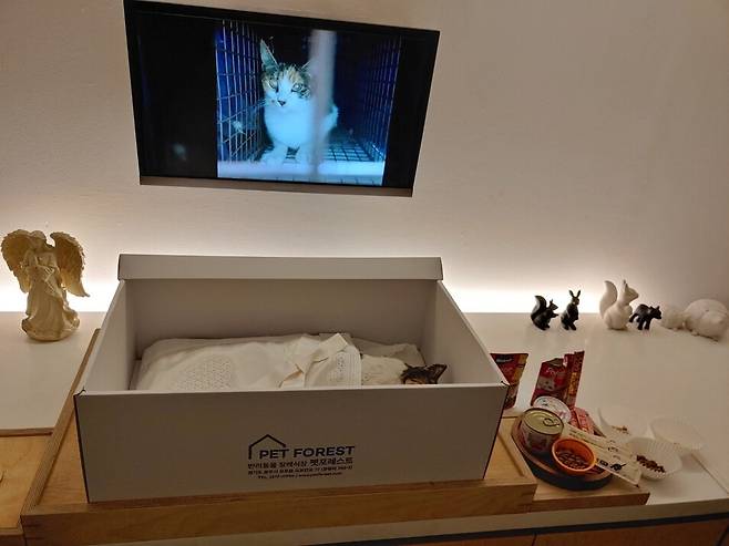 수원시 조원동 재개발 지역에서 살던 7살 고양이 ‘비쥬’가 지난 1월20일 사체로 발견됐다. 당시 비쥬의 턱뼈는 부서져  있었고, 두 발도 꺾인채 발견됐다.