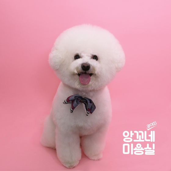 Bbomi, a four-year-old Bichon Frise owned by 25-year-old university student Kwak Seo-yeong. [KWAK SEO-YEONG]