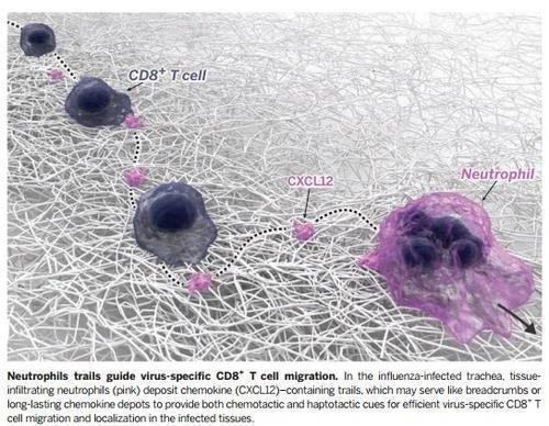 호중구의 유도를 따라가는 '바이러스 특이' CD8+ T세포 [저널 '사이언스' 제공 / 재판매 및 DB 금지]
