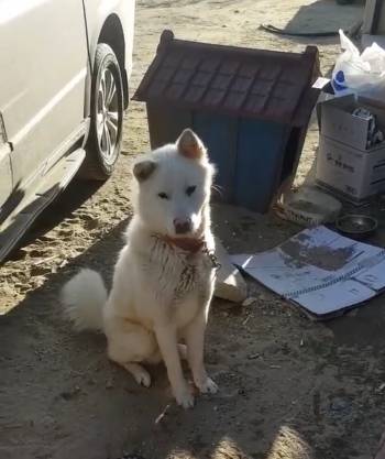 강원도 강릉 한 가게 옆, 짧은 줄에 늘 묶여 있는 영동이. 이들의 삶에 대해 생각해봤으면 했다. 함께 살아가는 존재이므로./사진=독자 제공