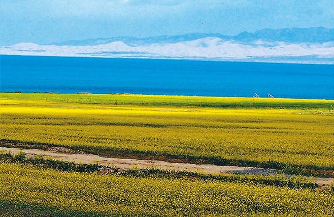 칭하이호수와 유채꽃밭. 하늘과 산, 호수 그리고 유채꽃이 잘 어울려 장관을 이룬다.