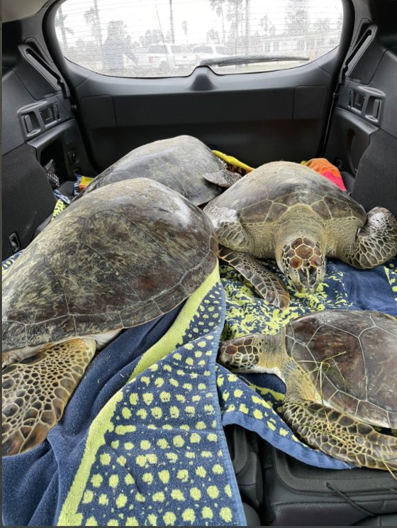 구조된 텍사스주의 거북들이 담요가 깔린 자동차에 실려 보호소로 향하고 있다. [트위터 캡처]