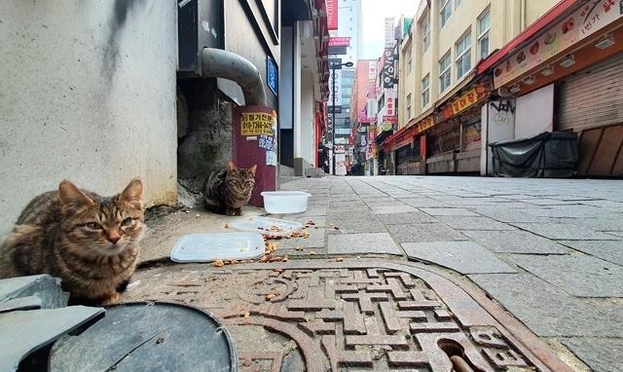 지난해 12월10일 인적이 드문 명동 거리에 고양이가 앉아 있다. 연합뉴스