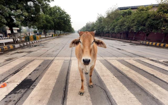 지난달 6일 인도 뉴델리에서 소 한 마리가 차도를 지나가고 있다. 뉴델리=EPA 연합뉴스
