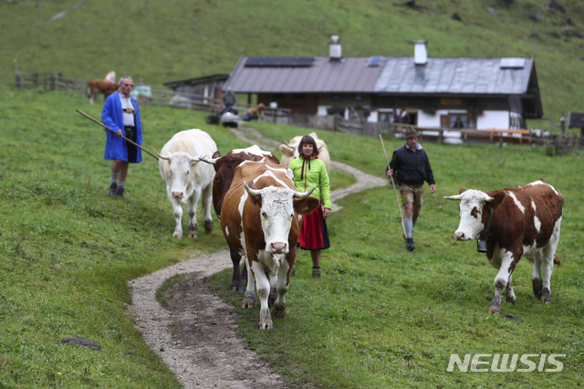 [AP/뉴시스] 독일 바이에른주에서 2020년 10월 가을이 되자 산악지대 농부들이 여름 방목장에서 소를 다시 데려오고 있다
