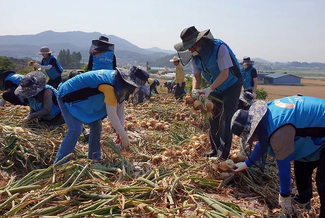 한국농어촌공사 직원들이 지난해 ‘코로나19’로 인력난을 겪고 있는 고령농가의 일손돕기 위해 양파뽑기 작업을 하고 있다. 농어촌공사 제공
