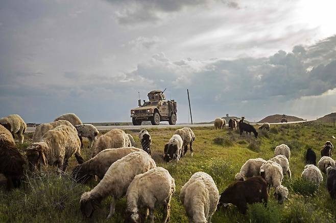 2020년 4월 25일 미군 전투차량이 시리아의 북부 하사케 주의 미군기지 인근을 운행하고 있다. 양떼가 평화로워 보인다. AFP=연합뉴스