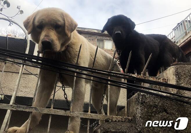 테이프로 입이 칭칭 감겨 있던 강아지(왼쪽). 사진 동물구조119 제공 © 뉴스1