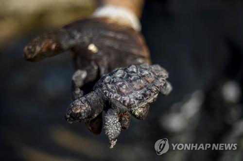 해상 기름유출로 해변에 밀려온 타르 덩어리에 파묻힌 바다 거북 [AP=연합뉴스 자료사진]