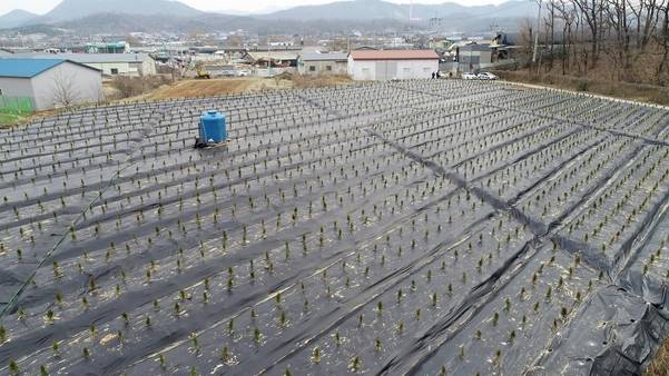 LH 직원들의 땅 투기 의혹이 제기된 경기도 시흥시 과림동 땅에 묘목이 심어져 있다./연합뉴스