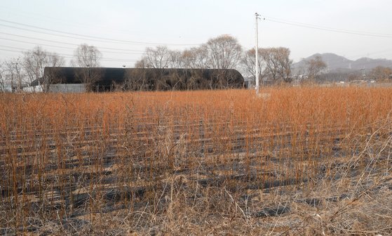 LH 직원들이 사들인 경기도 시흥시 과림동 소재 농지에 작물이 매말라 있는 모습. 뉴스1