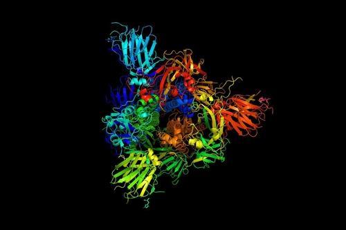 신종 코로나의 감염력을 좌우하는 스파이크 단백질 [MIT Markus Buehler & Yiwen Hu 제공 / 재판매 및 DB 금지]