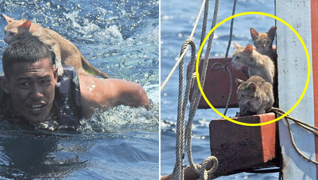 태국 침몰 선박에 남겨진 고양이 4마리가 극적으로 구조됐다. 로이터통신에 따르면 2일 태국왕립해군은 안다만해 해안에서 전복된 선박에 고양이들이 고립된 사실을 파악하고 구출 작전을 전개했다.