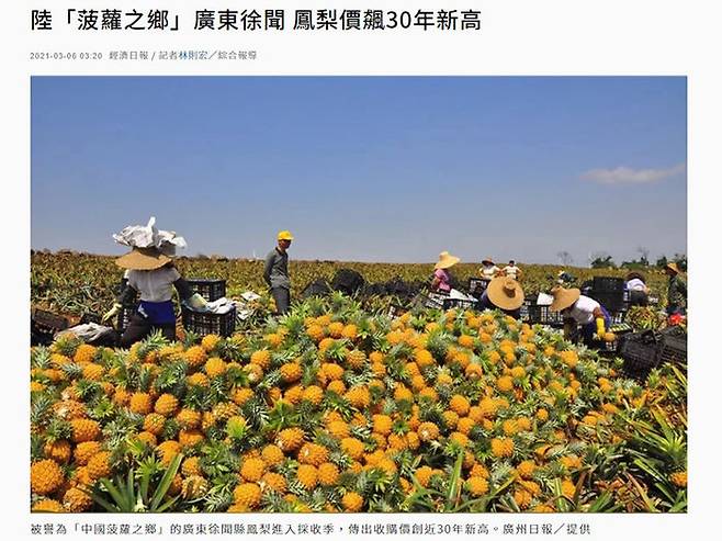 타이완연합신문망은 3월 6일 광저우일보를 인용해 중국 본토의 '파인애플 고장'인 광둥성 쉬원현의 파인애플 출하 가격이 30년 만의 최고치를 기록했다고 보도했다.