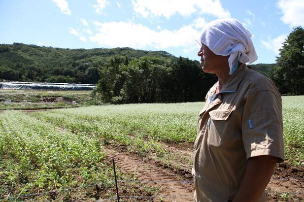 후쿠시마 원전 사고 6년 뒤인 2017년 9월 이타테무라에서 하세가와가 “고향 땅을 황폐하게 놔둘 수는 없다”며 심은 메밀에서 핀 꽃을 바라보고 있다. 사고 뒤 후쿠시마에서는 버려진 젖소들이 백골로 발견되고는 했다. 하세가와도 낙농업은 포기할 수밖에 없었다. 하세가와는 지난해 가을에도 메밀을 수확했다. 사진 도요다 나오미 제공