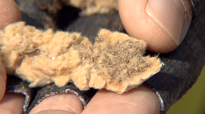 매미나방 한 마리가 낳은 알집. 털로 뒤덮힌 알집 안에 수백개의 알이 빼곡하다.