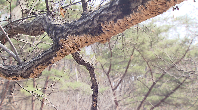 매미나방 알집으로 뒤덮인 나무 기둥.