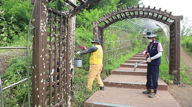 지난해 여름 매미나방 떼를 제거하는 모습.