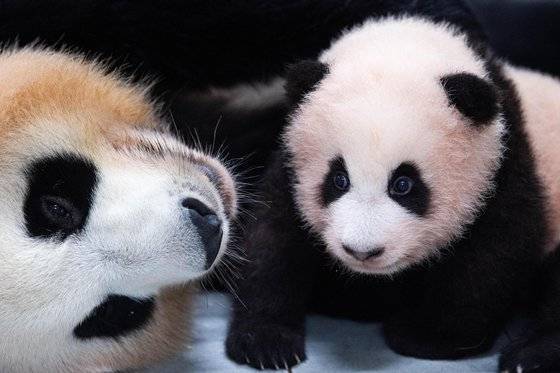 아기 판다 푸바오(오른쪽)와 어미 아이바오. 현재 에버랜드의 최고 인기스타다. 사진 에버랜드