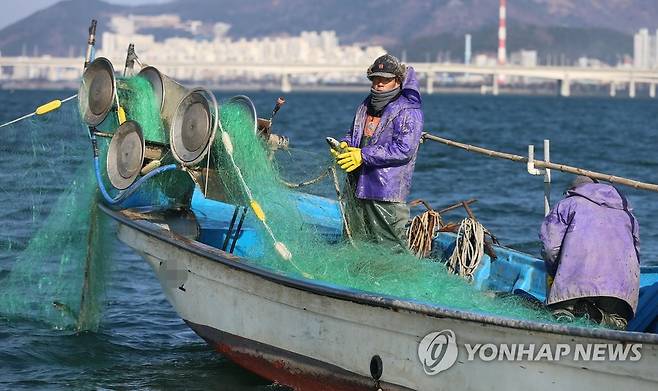 숭어 잡는 어민들 연합뉴스 자료사진