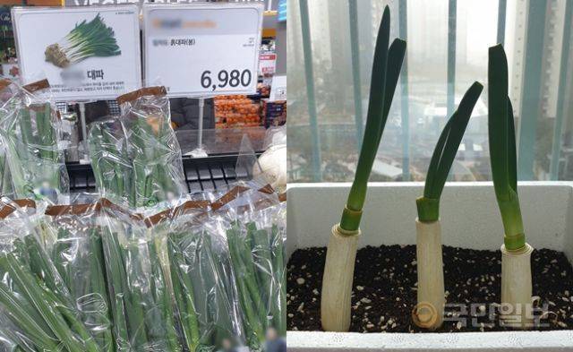 18일 화성 장지동 이마트에 진열된 대파(왼쪽)과 집에서 직접 키운 대파. 최민우 기자
