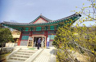 김유정 문학촌 전시관 앞 노란동백꽃