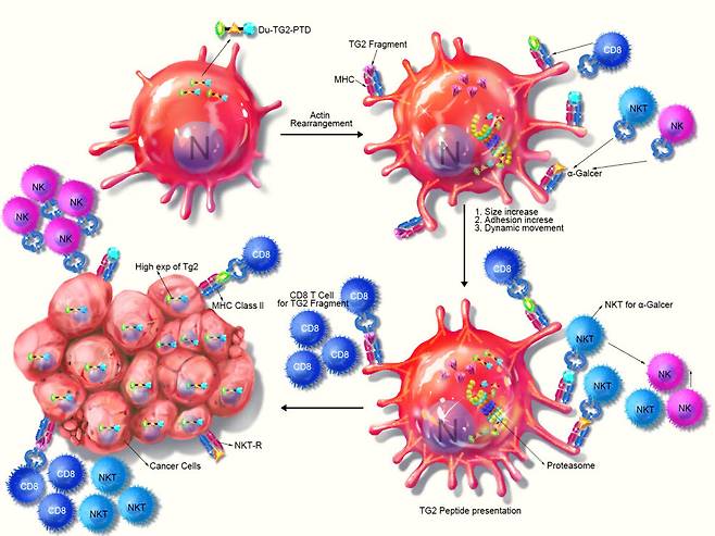 트렌스젤린-2 재조합 단백질을 이용한 차세대 항암면역세포치료술 개발 전략도.