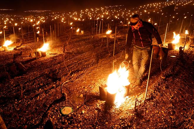 4월 7일 새벽 프랑스 샤블리의 한 와인농가 주인이 포도나무 냉해를 막기위해 포도밭에 불을 붙이고있다./로이터 연합뉴스