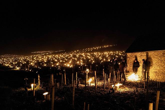 4월 7일 프랑스 샤블리 한 와인농가가 냉해를 방지하기위해 포도밥에 난로를 설치했다./AFP 연합뉴스