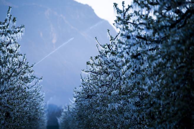 4월 8일 스위스의 한 배 농가에서 냉해를 막기위해 배꽃에 물을 뿌려 얼음막을 씌어 놓았다./EPA 연합뉴스