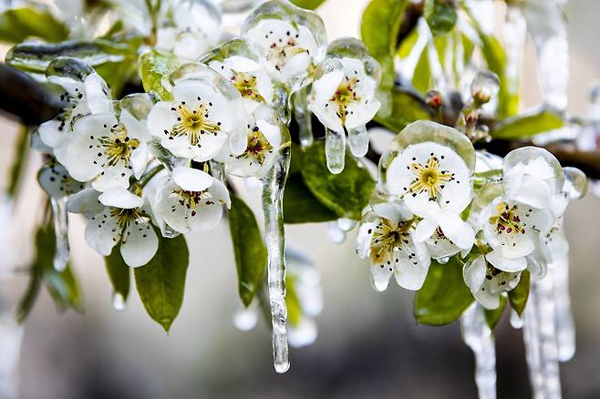 4월 8일 스위스의 한 배 농가에서 냉해를 막기위해 배꽃에 물을 뿌려 얼음막을 씌어 놓았다./EPA 연합뉴스