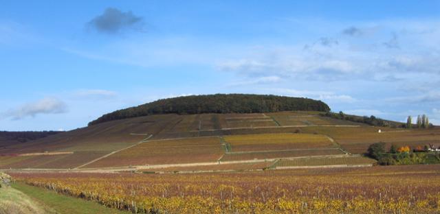 코르통 언덕. 샤를마뉴가 솔리외 수도원에 하사한 포도밭으로 이곳에서 코르통 샤를마뉴가 생산된다. 위키미디어