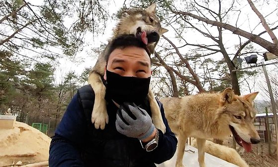 대전 오월드에서 늑대가 사육사 박중상 씨의 등에 올라타면서 친근함을 표시하고 있다. 왕준열PD