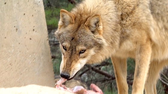 대전 오월드에서 늑대가 고기를 먹고 있다. 왕준열PD
