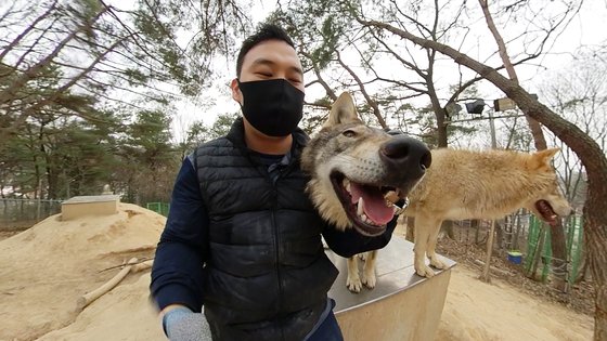 대전 오월드에서 사육사 박중상씨가 늑대와 어울리는 모습. 왕준열PD