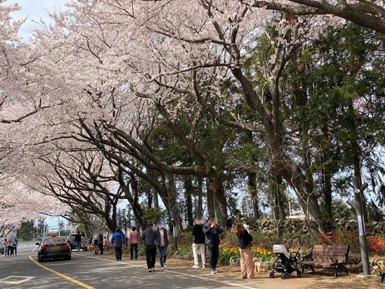 지난달 24일 제주시 애월읍 장전리 벚꽃 도로를 찾은 관광객들이 사진을 찍고 있다. 최충일 기자