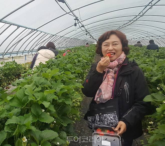 지난해 참가자가 딸기 수확 체험을 하고 있는 모스