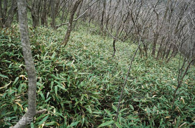 케이블카 정류장에서 약 500m, 능선까지 오르면 맞은편 산세는 예상외로 순하다. 조리대가 빼곡하게 덮여 있다.