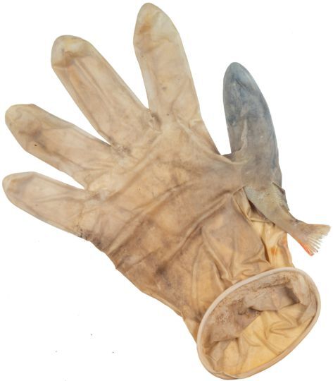 네덜란드의 운하 청소 과정에서 라텍스 장갑 손가락에 끼어 죽은 물고기가 발견됐다./네덜란드 레이덴대