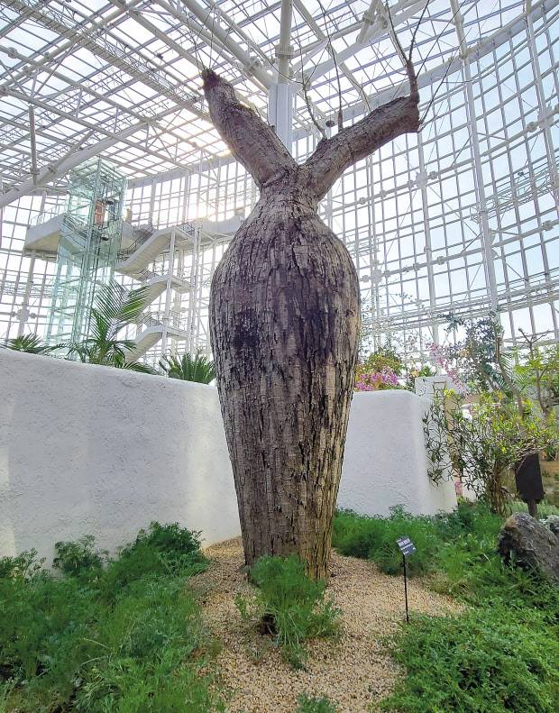 사람키 2~3배 거대 물병처럼 자라는 페루산 케이바물병나무