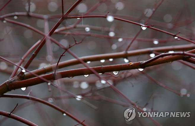반짝이는 빗물방울 [연합뉴스 자료사진]
