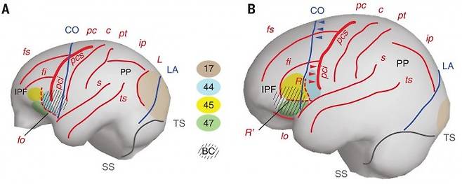 대형 유인원의 뇌(왼쪽)와 사람(현생인류)의 뇌(오른쪽)는 크기뿐 아니라 형태(각 구조의 공간 관계)도 다르다. 특히 브로카영역(BC)의 차이가 두드러지고 아래쪽 중심앞고랑(pci)이 관상봉합(CO)을 교차했는가 여부도 다르다. 유인원에서 후두엽과 두정엽의 경계인 초승달고랑(L)도 사람에서는 안 보인다. 사이언스 제공