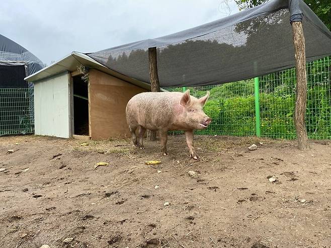 새벽이는 아침마다 주변 땅을 파헤치며 흙냄새를 즐기고, 미리 심어뒀던 돼지감자 뿌리를 몽땅 먹어버렸다는 소식이다. 디엑스이 코리아 제공