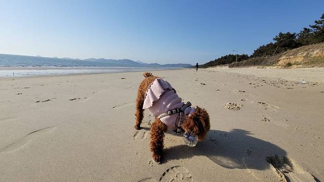 강아지도 우전해변에서 페트병을 주웠다.
