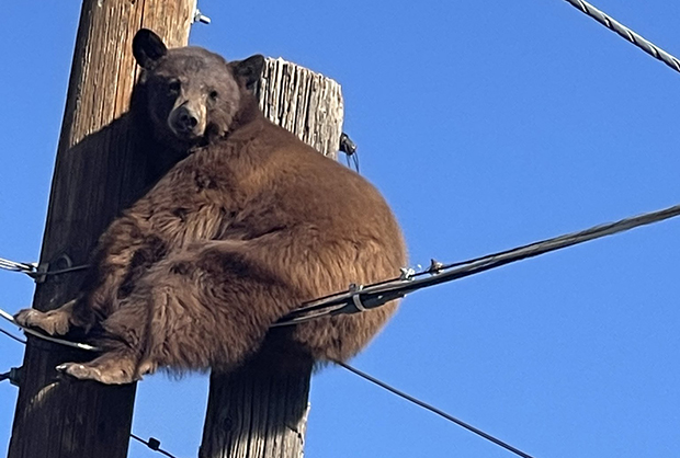12일 AP통신은 애리조나주 국경 도시에 나타난 야생곰이 전봇대를 기어올라가 관련 당국이 구조 작업을 벌였다고 전했다./애리조나게임및어류국