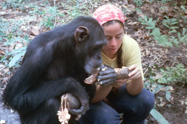 침팬지 살인 사건