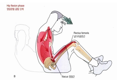 출처: 뉴만 kinesiology '근육뼈대계통의 기능해부학 및 운동학'