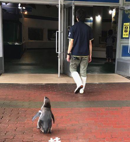 출처: 가쓰라하마 수족관 트위터