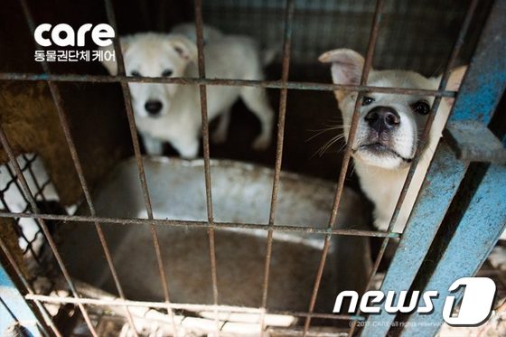 출처: 하기가 구조된 개농장.(사진 케어 제공)© News1